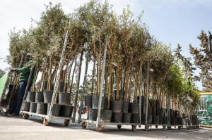 Jibda tqassim ta’ siġar b’xejn permezz ta’ skema nazzjonali ġdida