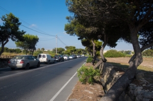 Mil-lum se jibdew jitħawlu 61 siġra taż-żnuber fit-Telgħa tas-Saqqajja