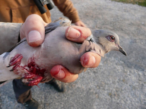 BirdLife Malta tikkritika deċiżjoni tal-Ornis dwar kaċċa fir-rebbiegħa fuq il-gamiema