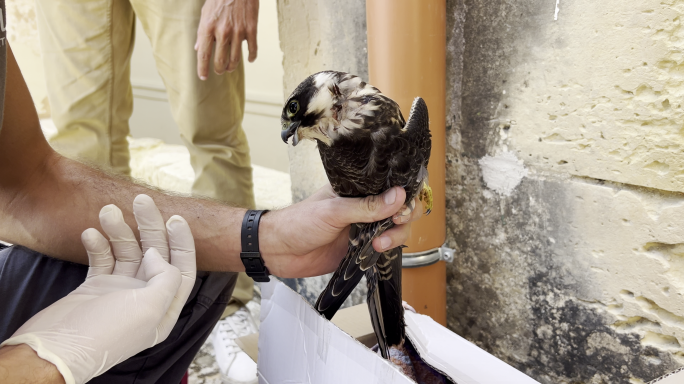 ARA | Għasfur protett jinstab ferut b’tiri fl-art f'St Edward’s College