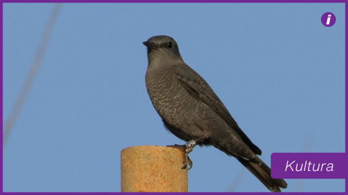 Merilli Malta: Stedina għall-parteċipazzjoni tal-pubbliku fir-riċerka tal-Merill