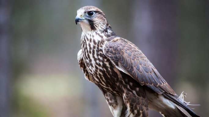 Falkun instab milqut b’tiri qrib iż-Żebbuġ, Għawdex