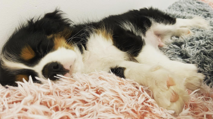 Il-Ministeru għad-Drittijiet tal-Annimali jikkundanna kliniċi veterinarji