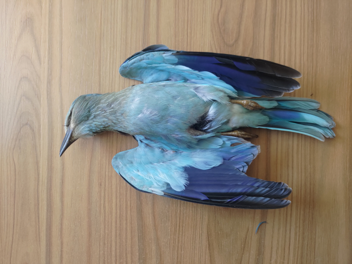 ORNIS jappoġġja bidliet fil-multi dwar għasafar protetti minkejja l-oġġezzjonijiet ta’ BirdLife