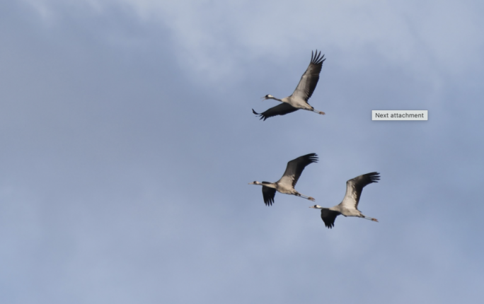 Kaċċa illegali tiżdied waqt il-passa tar-rebbiegħa, b’BirdLife Malta twissi dwar nuqqasijiet serji fl-infurzar