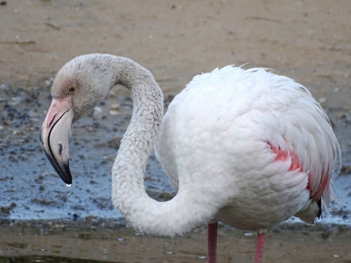 'Jinqatel u jinsteraq' fjamingu li kien ilu aktar minn sena fir-Riserva Naturali tal-Għadira
